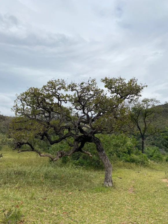 Árvore que Encanta, a 4 km da Pousada Vale dos Canteiros
